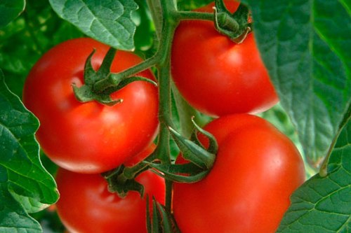 tomato-producers-534x356